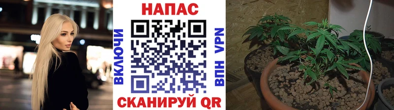 наркота  даркнет какой сайт  Шишки марихуана Ganja  Пушкино 